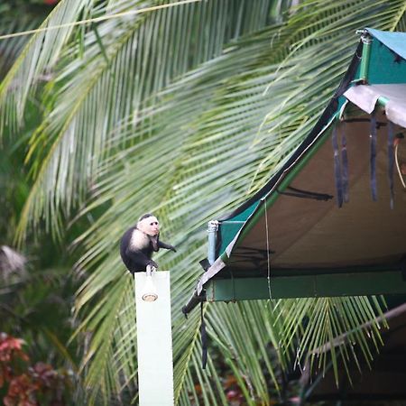Rafiki Beach Camp Matapalo  Εξωτερικό φωτογραφία